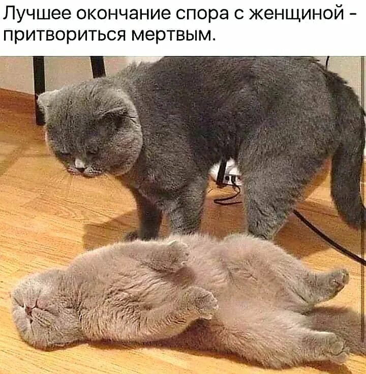 Смешно притворился