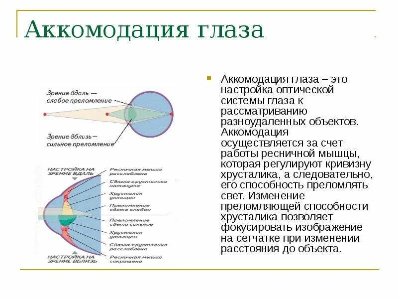 Какая структура обеспечивает аккомодацию. Аккомодация глаза состояние покоя фокус. Аккомодация глаза состояние оптического стресса. Состояния аккомодации глаза таблица. Аккомодация аккомодационный аппарат.