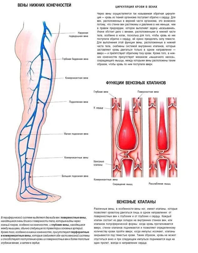 Сосуды и вены нижних конечностей анатомия. Строение вен нижних конечностей. Артерии сосудов нижних конечностей анатомия.
