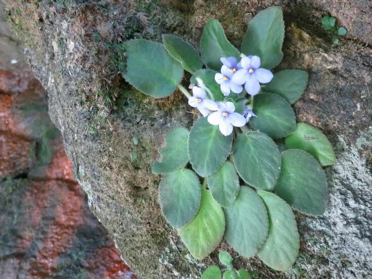 Фиалка крийская. Фиалка в природе. Фиалка душистая лесная. Фиалка крийская. Узамбарские фиалки в природе.