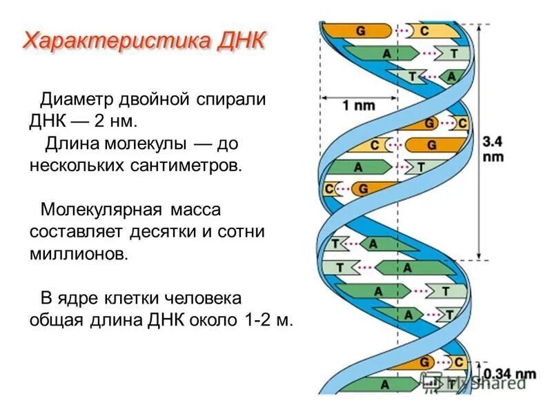 вторичная структура днк. длина одной молекулы днк. организация генома ядра. молекула днк состоит из. характеристика двойной спирали днк.