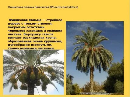 Систематика пальмы