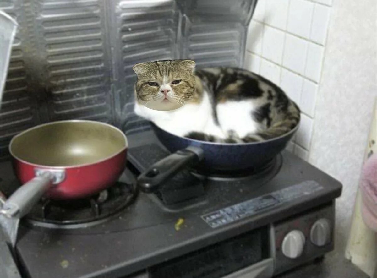 Кот в сковороде. Котенок на сковородке. Кот сидит в сковородке. Кот в кастрюле. Cooking cat