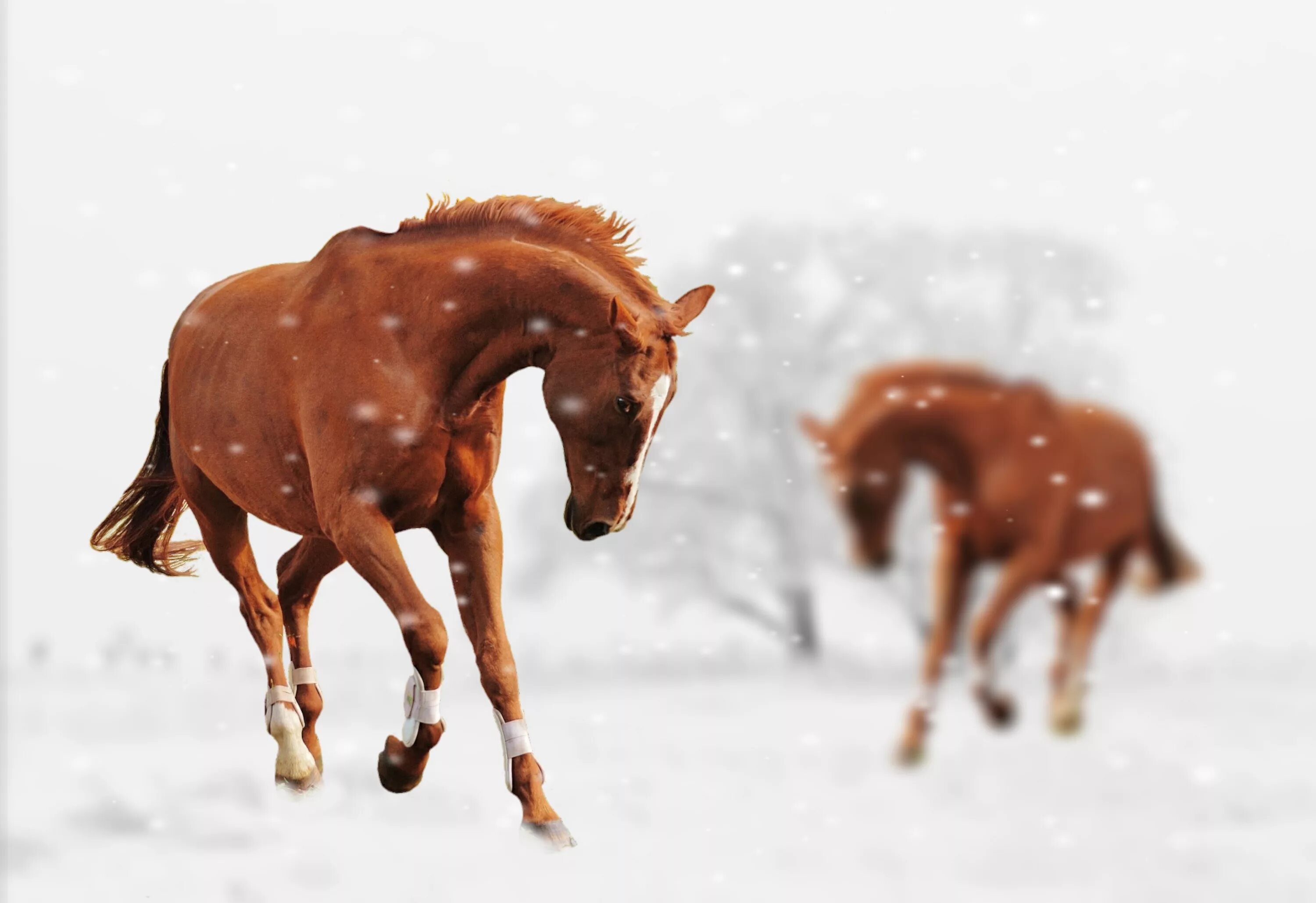 Год лошади животных. Лошадь зима. Лошади в снегу. Лошади зимой. Лошадь бежит.