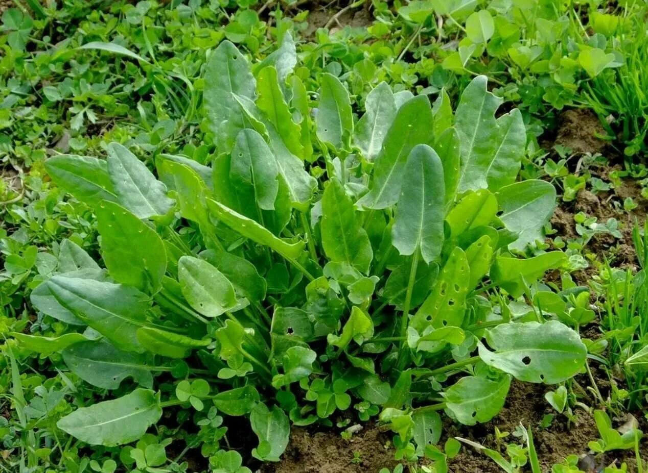 Как выглядит матка щавель. Щавель обыкновенный rumex acetosa. щавель кислый rumex acetosa. щавель кислый (rumex acetosa l.). щавель бельвийский.