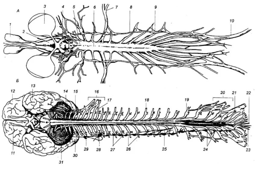 Спинной мозг человека. Спинной мозг рисунок. Человеческий спинной мозг. Головной и спинной мозг.