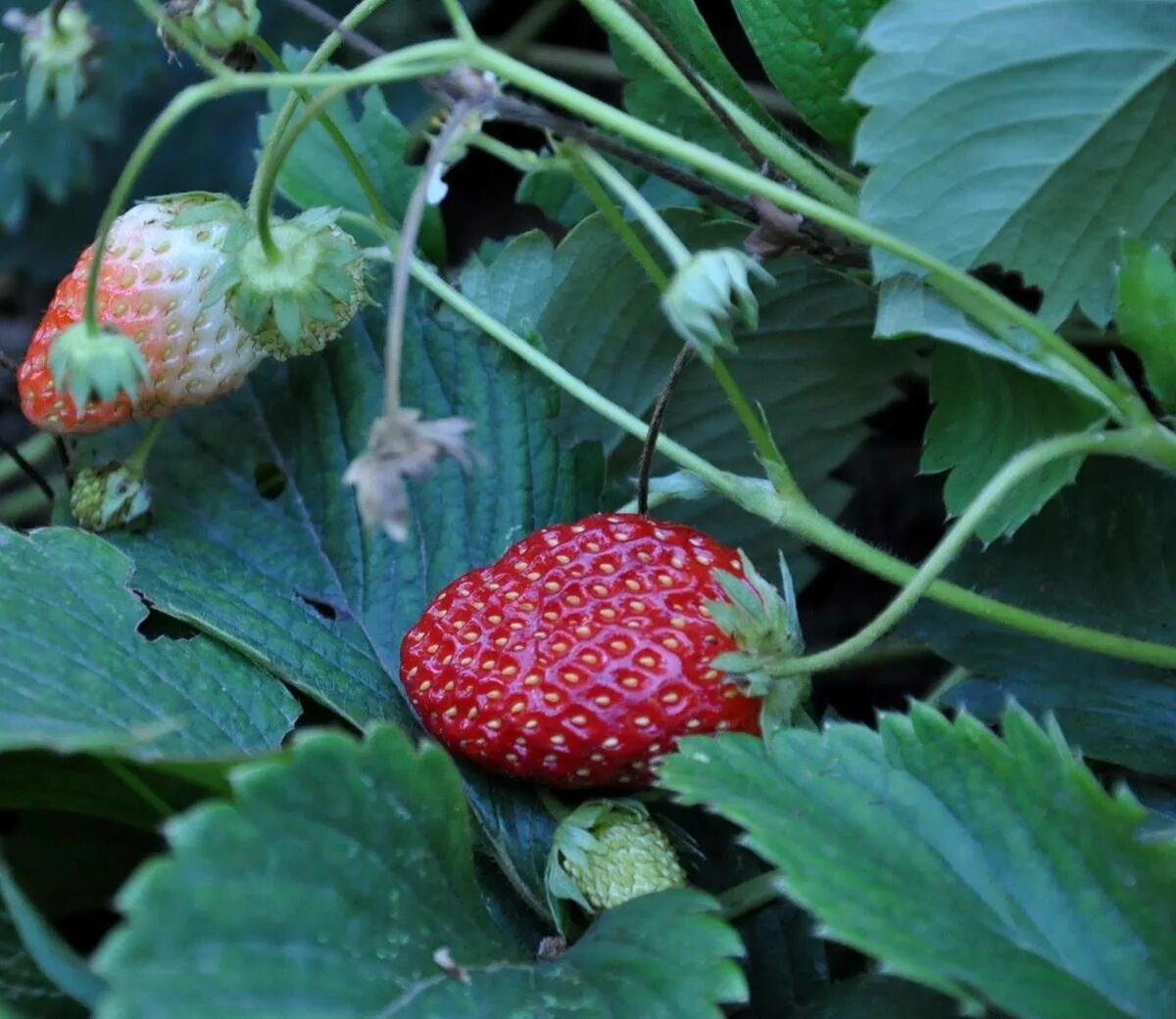 Сквад клубника. Fragaria moschata. Клубника Шпанка Fragaria moschata. Земляника шапка Мономаха. Клубника Гигантелла.