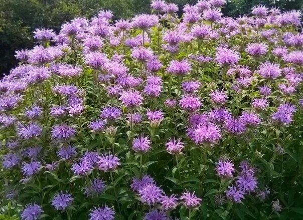 lemon beebalm - Google Search Plants, Seeds, Mint seeds