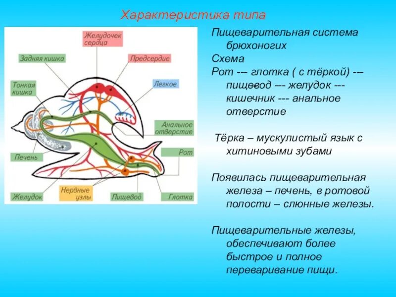 Пищеварительная система брюхоногих моллюсков. Строение пищеварительной системы брюхоногих моллюсков. пищеварительная система брюхоногих моллюсков схема. пищеварительная система брюхоногих моллюсков 7 класс. пищеварительная система прудовика.