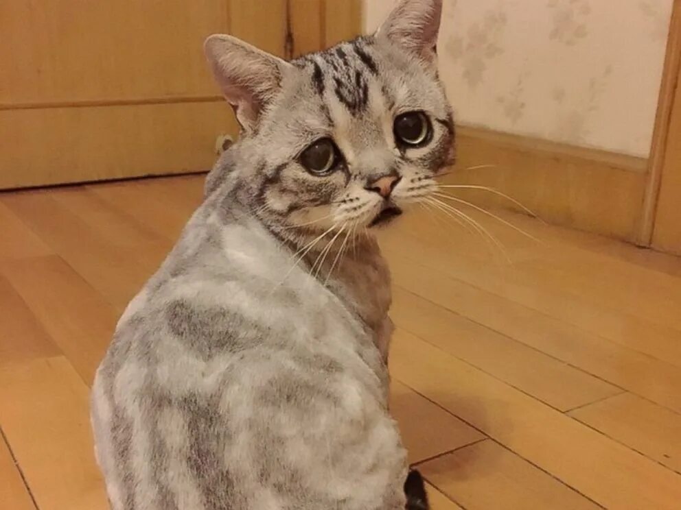 Кот расстроился. Кот луху. порода луху. грустный кот. грустная кошка.