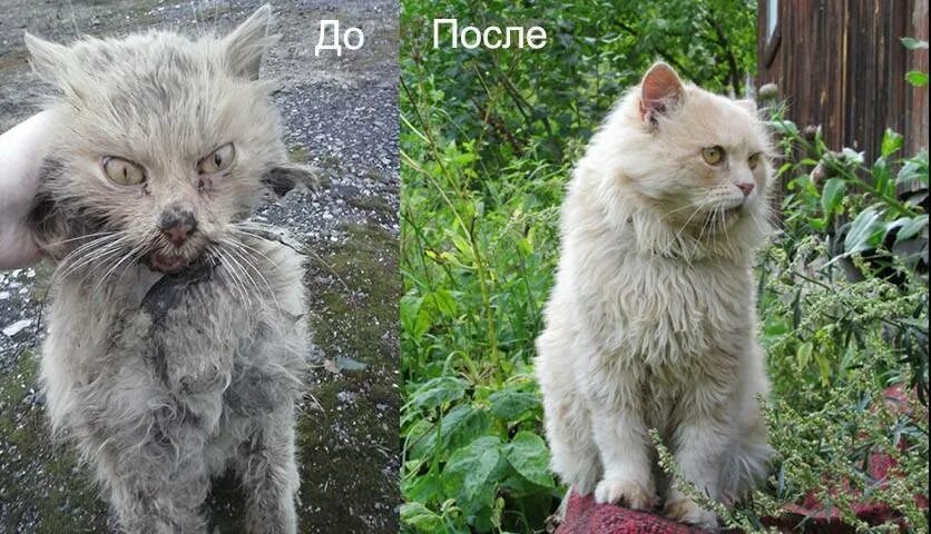 Кот после улицы. Подобранные котята до и после. подобрали котенка с улицы. подобранный котенок. подобрать котика на улице.