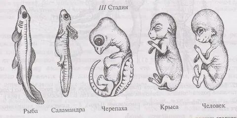 Эмбрион черепахи