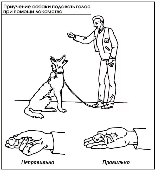 Обучение дрессировке собак. Как научить собаку командам щенка. Как научить собаку КАМАЗЕ. Методы дрессировки собак. Научить собаку команде лежать.