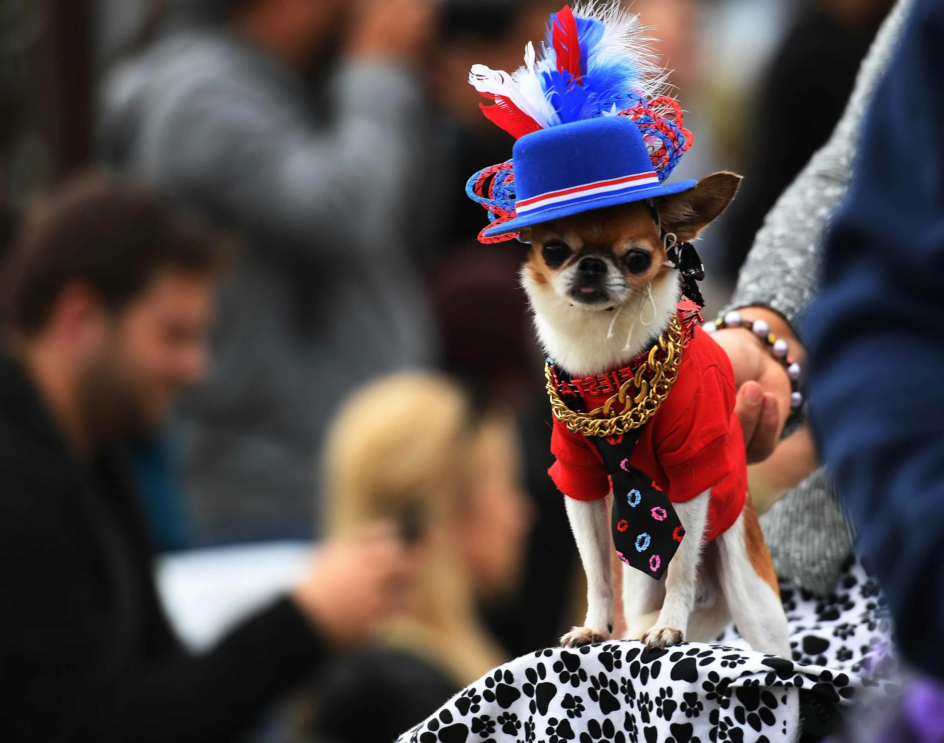 Разодетая собака. Маленькая собачка на параде. Парад собак в костюмах награждение. Собака парадевича. Пес парад