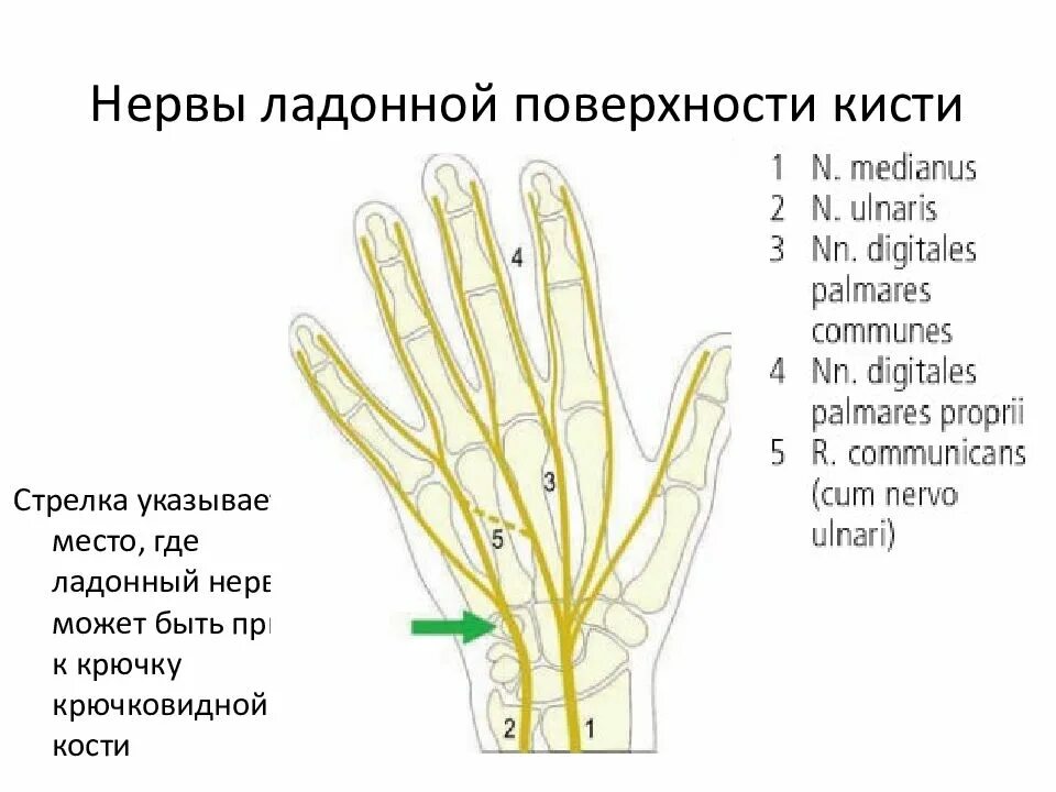 Иннервация тыльной поверхности кисти. Иннервация ладонной поверхности кисти. Иннервация кисти и пальцев схема. Схема иннервации кожи кисти.