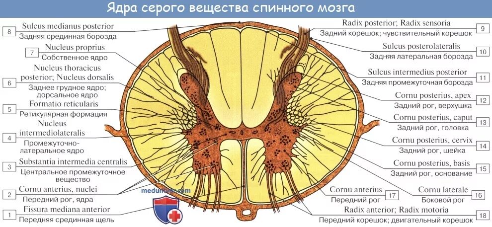 Центральное ядро спинного мозга. Схема поперечного разреза спинного мозга. Ядра переднего рога спинного мозга. Структура спинного мозга задние рога. Ядра передних Рогов спинного мозга латынь.