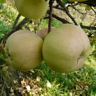 Яблоня куйбышевская описание фото