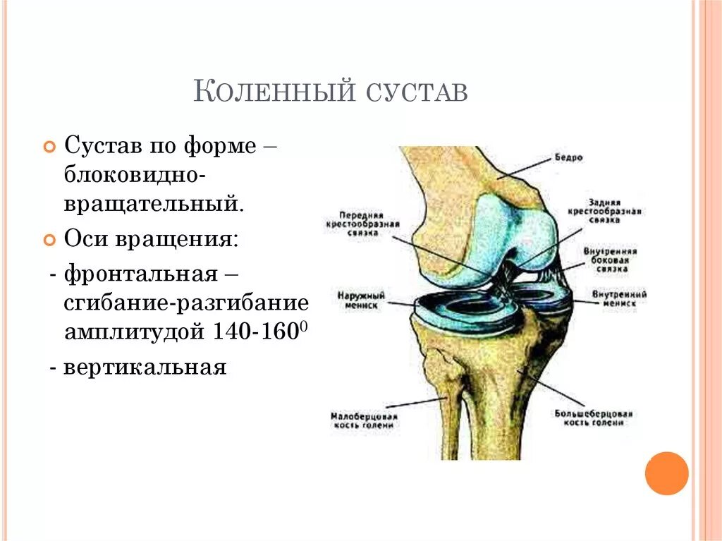 Уоленный сустав ОСТ вращения. Колено анатомия строение и функции. Оси вращения коленного сустава. Схема костей коленного сустава. Функции движения суставов