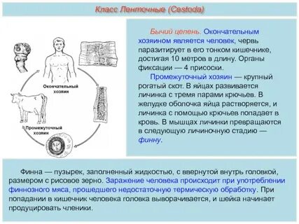 Сравнительная таблица человеческая аскарида и бычий цепень