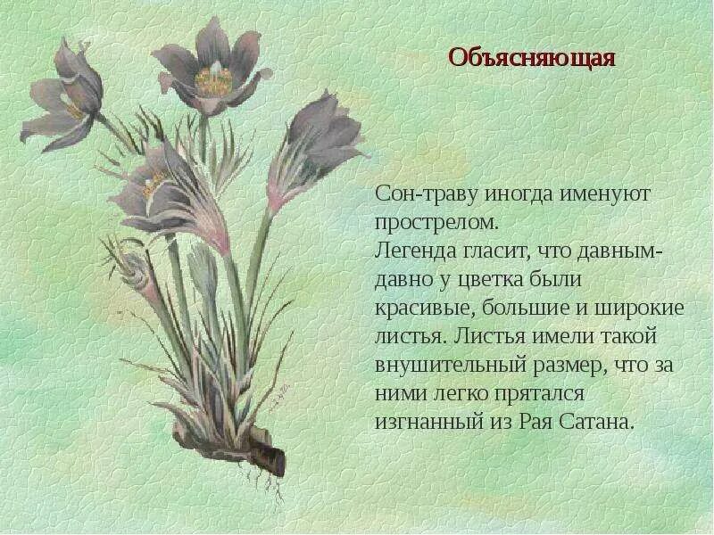 Про сон травы. Легенда о сон траве. сон трава рассказ. сон трава легенда о растении. короткий рассказ о сон траве.