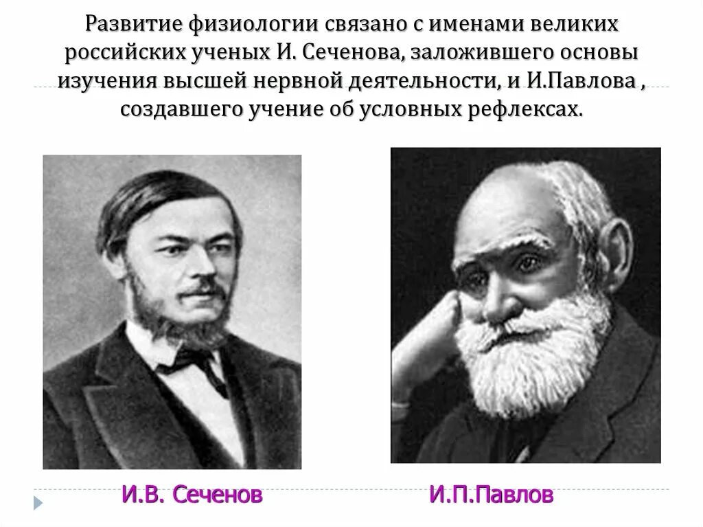 Создал учение о высшей нервной. Учение сеченова и павлова. нервной деятельности. и. м. сеченов и и. п. павлов. «теория и.п. павлова и и.м. сеченова о высшей нервной деятельности. учение о внд павлов и сеченов.