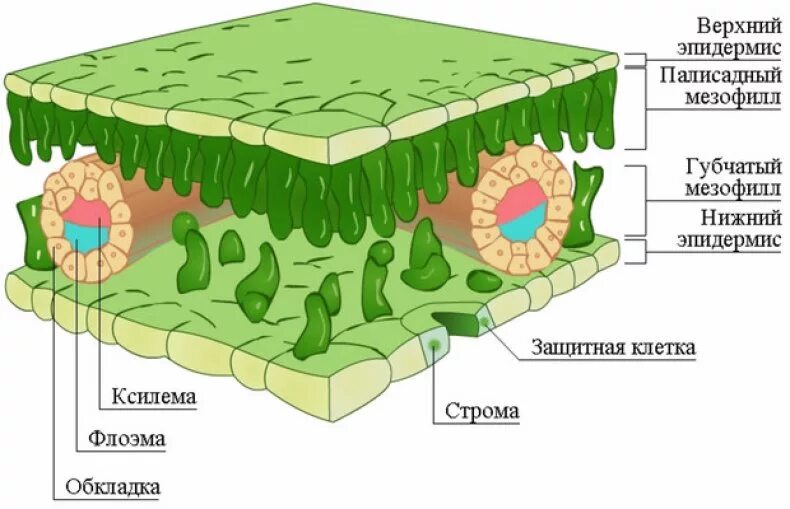 Внутреннее строение листа губчатая ткань. Строение листовой пластинки. Строение среза листовой пластинки. Верхний эпидермис листа.