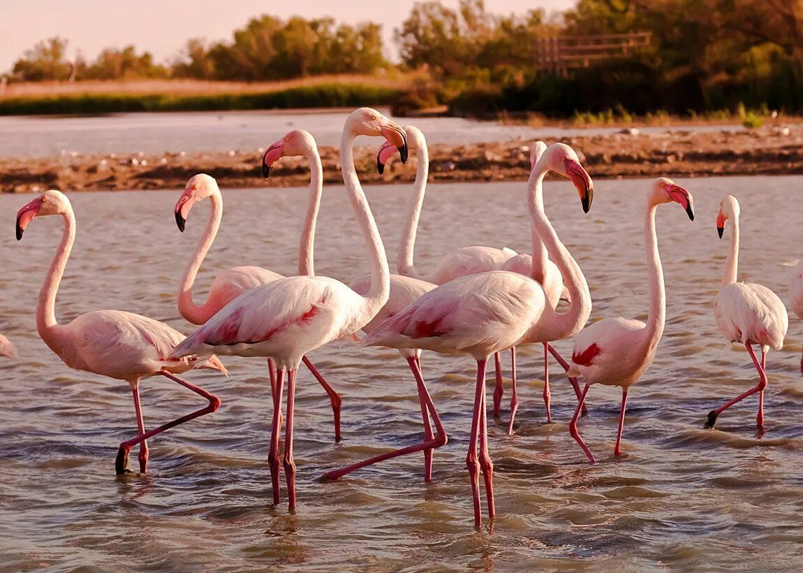 Слушать песню фламинго. Розовый Фламинго. Фламинго на закате. Розовый Фламинго на закате. Фламинго в лучах заката.