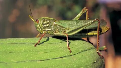 Short horned grasshopper