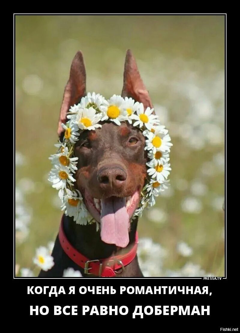 Позитивное настроение юмор. Хорошего настроения юмор. Красивые собаки. Юмор позитив. Позитивные шутки.
