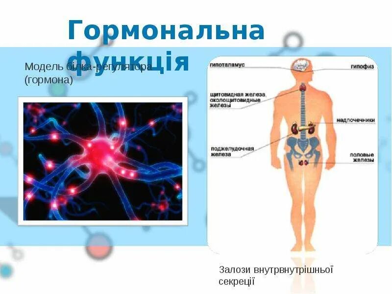 Какую функцию выполняют белки гормоны. Гормональная функция белков. гормональная функция белка. функции белков гормонов. гормональные белки функции.