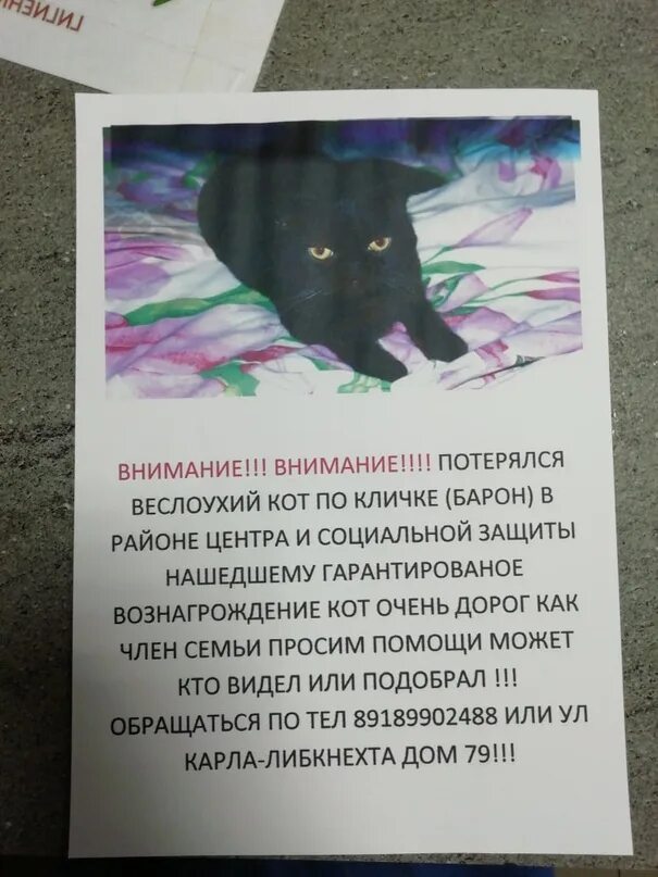 Потерялся котенок как найти на улице. Потерялся кот объявление. объявление о пропаже кота.