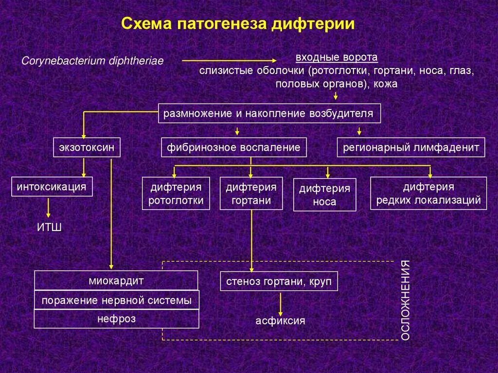 Патогенез дифтерии схема. Патогенез дифтерии. Дифтерия этиология патогенез. Возбудитель дифтерии патогенез. Этиология дифтерии