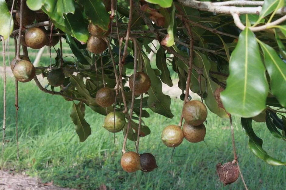 В каких странах растет макадамия. Родина макадамского ореха. Макадамия куст. Макадамия орех дерево. Макадамия дерево Родина.