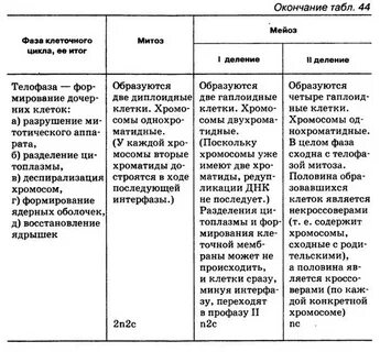 Заполните таблицу фазы митоза характеристика