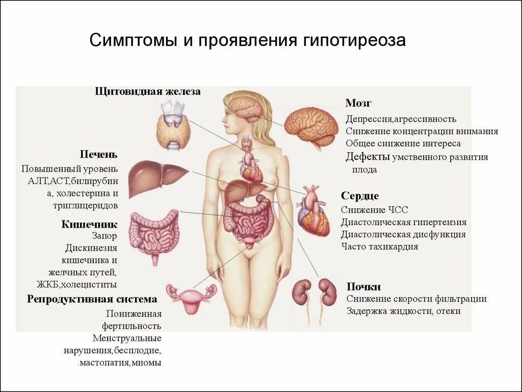 Орган мишень щитовидной железы. Гипофункция щитовидной железы симптомы. Гипотиреоз щитовидной железы.