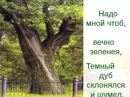Шумел дуб