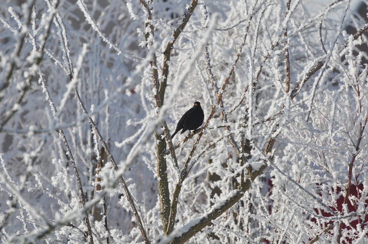 Cold bird. Птицы на снегу. Птицы под снегом. Птицы на дереве зимой. Метель и птицы.