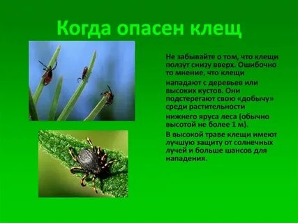 Чем опасны клещи для кошек