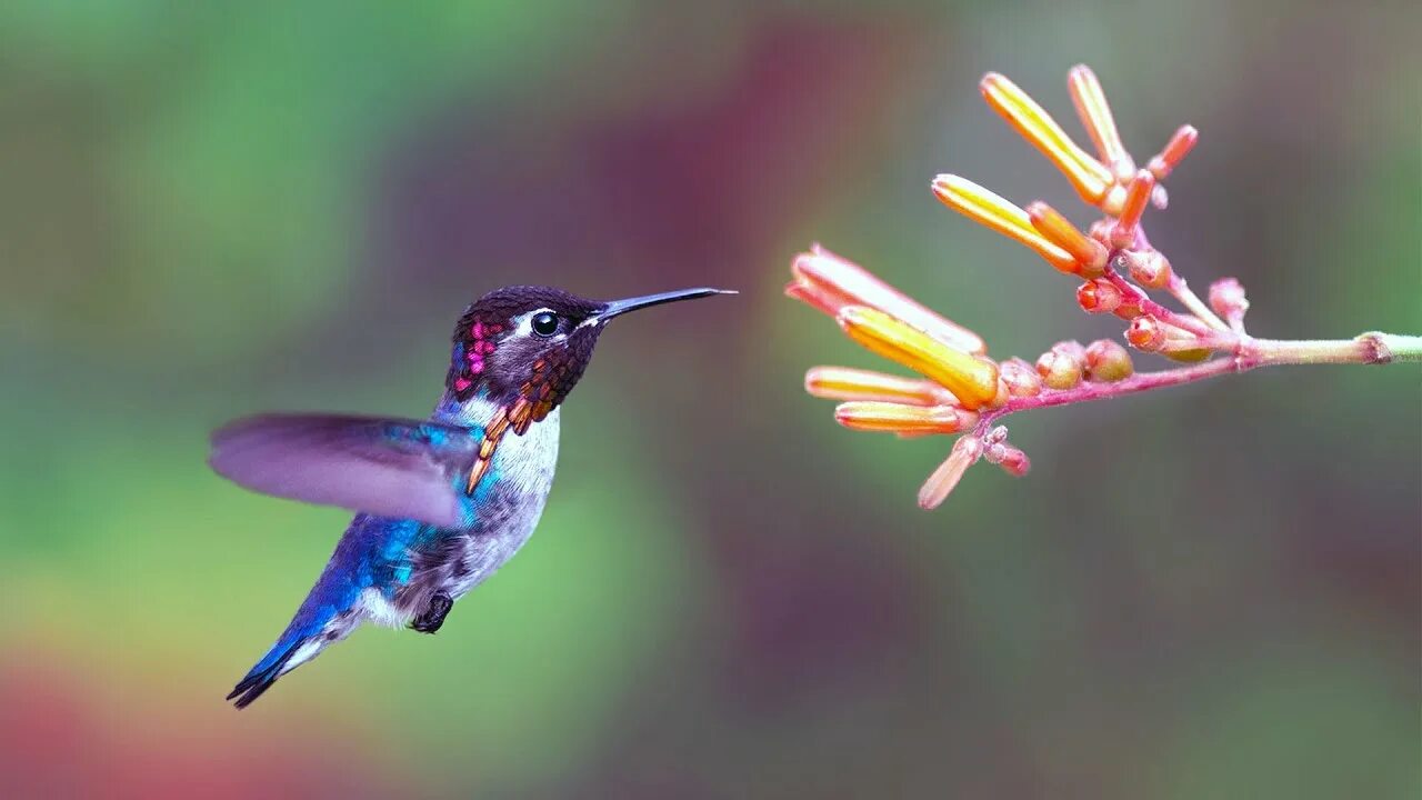 15 Best Things to Do in Puerto Iguazú (Argentina) - The Crazy Tourist Aves de tr