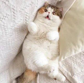 Толстенький котенок