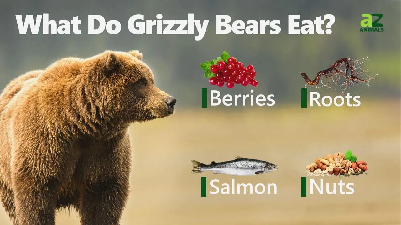The bear eat the. Born to eat. Бурый медведь факты на английском. Born to eat логотип. Рацион питания бурого медведя.