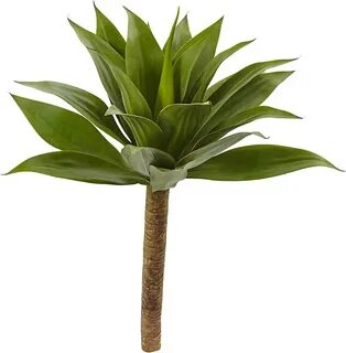 Plant w