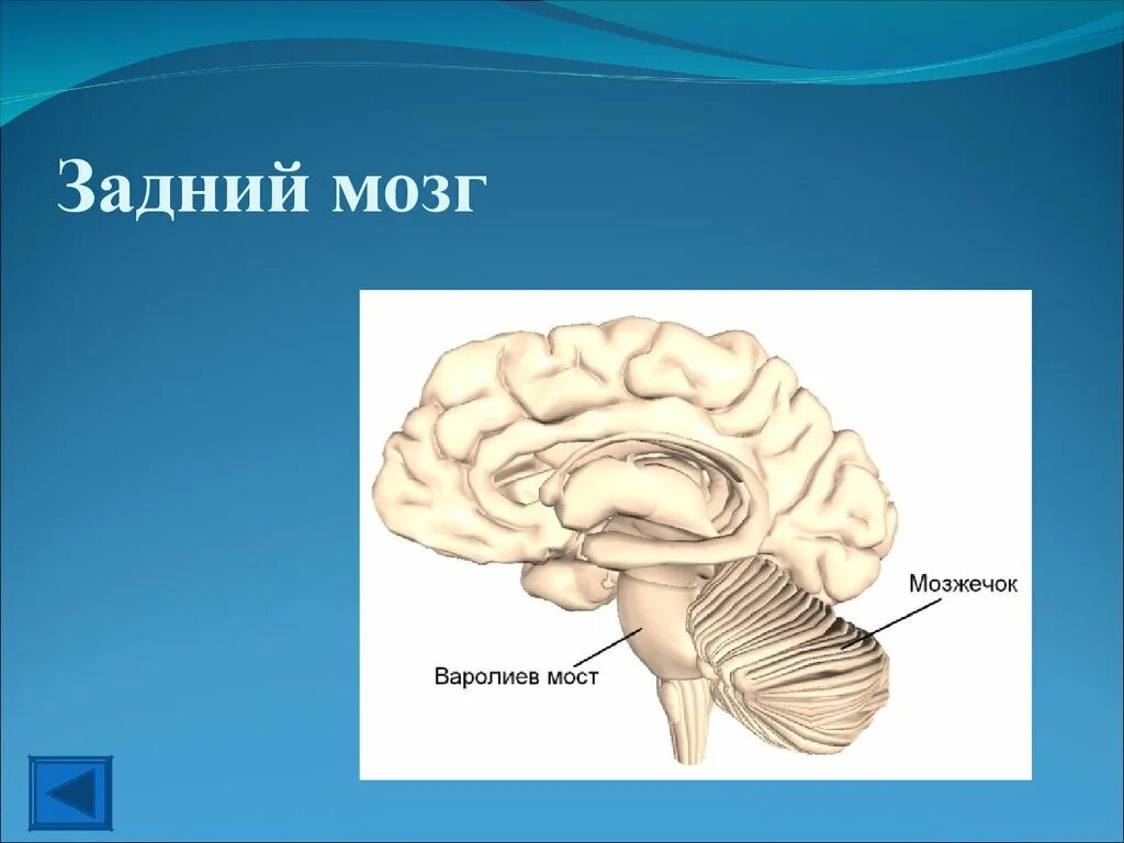 Задний отдел мозга включает. Строение мозга варолиев мост. Функции моста и мозжечка заднего мозга. Задний мозг мост и мозжечок строение и функции. Варолиев мост функции.