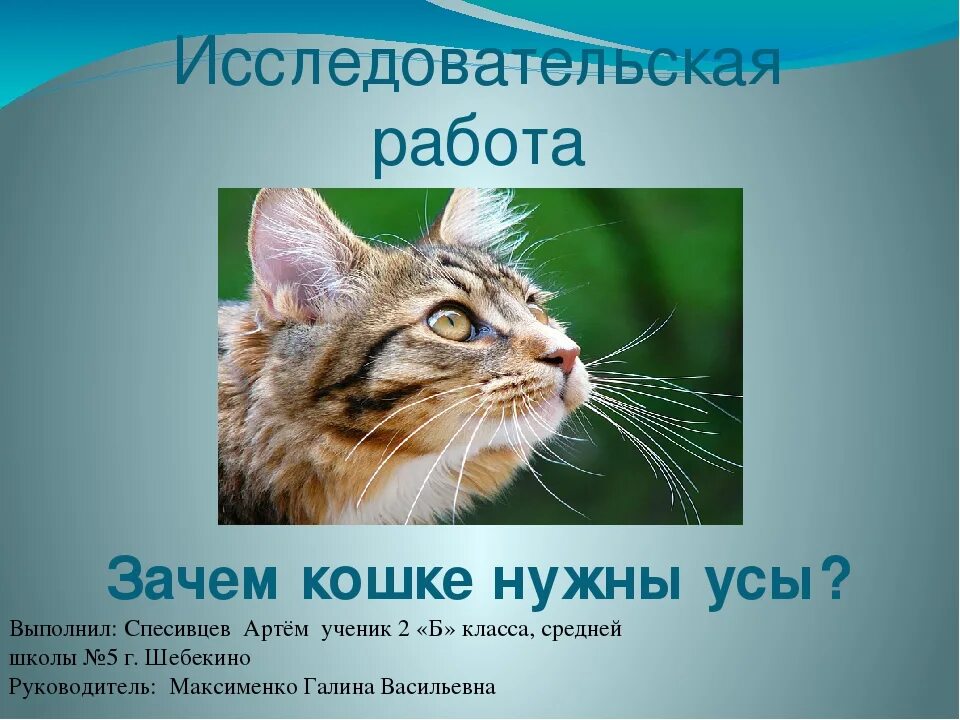 Делаем кошке усы. Усы кота. зачем кошке нужны усы. для чего нужны вибриссы.