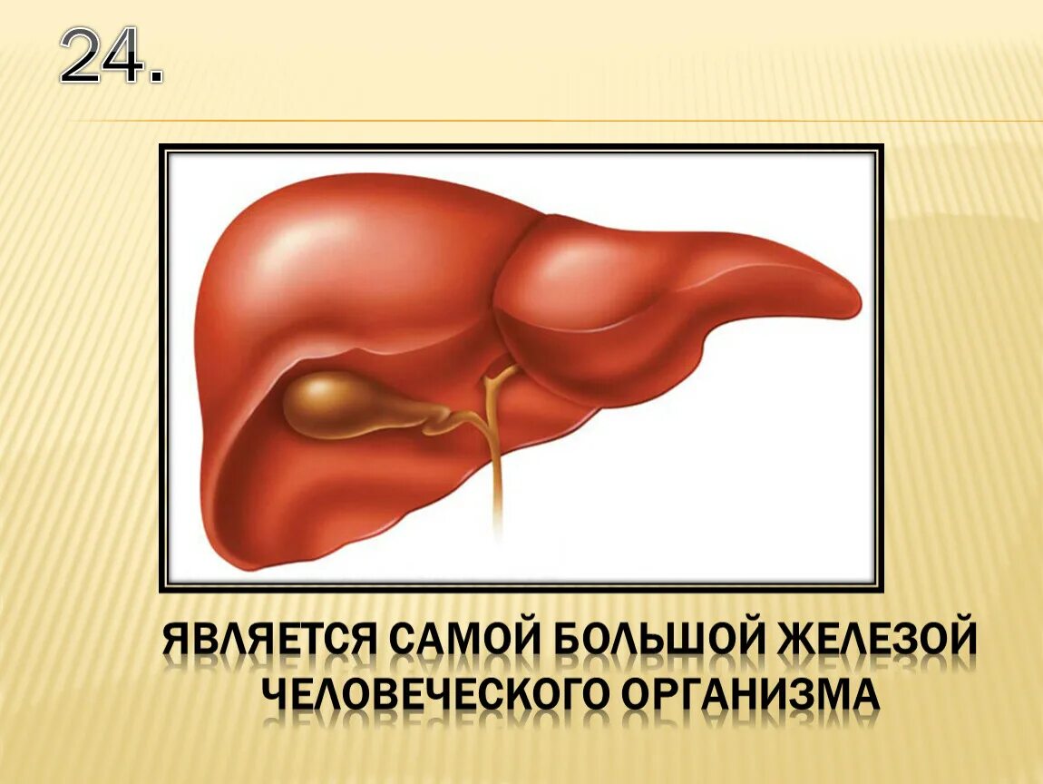 Печень относится к железам. Самый большой человеческий орган. Какая железа в человеческом организме является самой большой?. Является самой крупной железой.