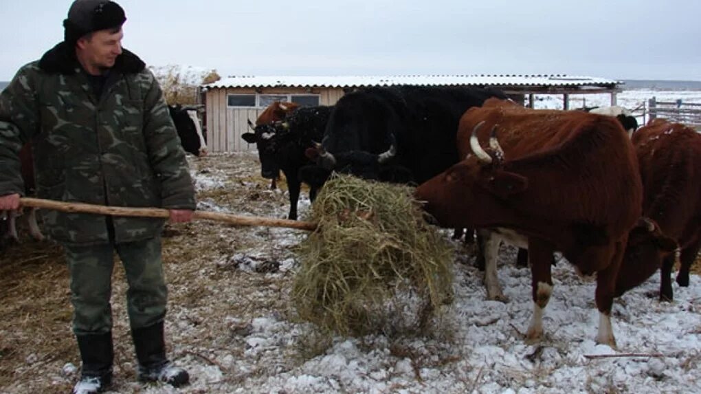 Купить корову в омске и омской области. Черноозерье Саргатского района. Омская область Саргатский район деревня Черноозерье. Хохлово Саргатский район. Фермера Омской области Саргатского района.