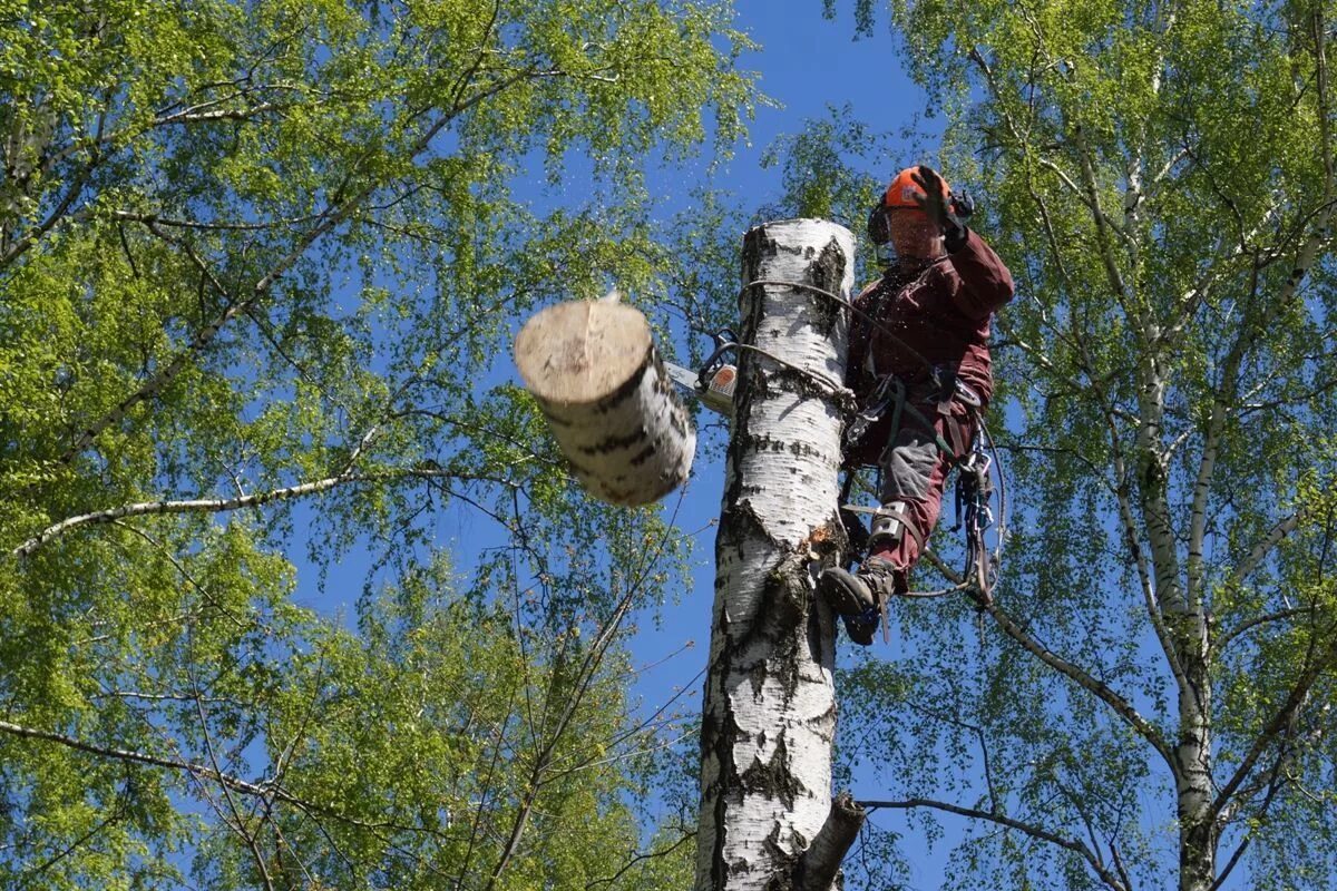 Можно ли на своем участке пилить деревья. Спиленная береза. Спил дерева. Спиливание деревьев на участке. Кронирование деревьев.