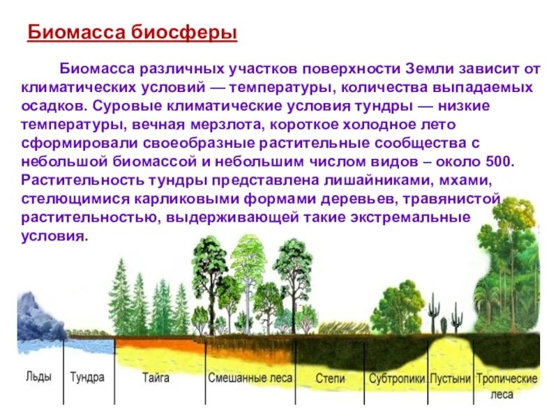 Как распределяется биомасса в пределах биосферы