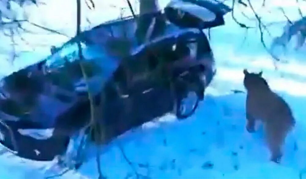 Медведь в машине. Человек и медведь вокруг машины. Медведь угнал. Медведь угнал. Медвежонок за рулем.