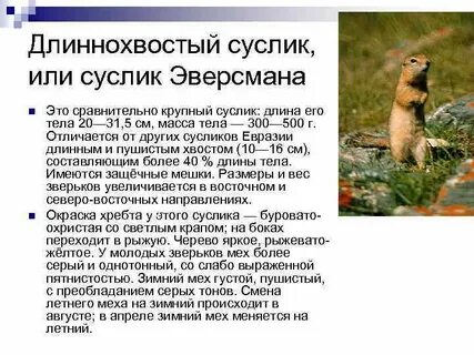 Суслик сообщение 4 класс